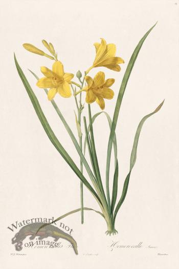 Les Liliacees Redoute 015